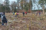 Mehrere Personen pflanzen auf einer baumfreien Fläche im Wald junge Bäumchen ein.