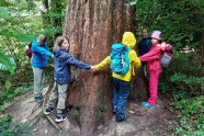 Kindergruppe umarmt einen Mammutbaum