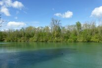 Im Vordergrund der Lech, im Hintergrund der Auwald im Frühjahr