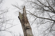 Abgestorbener Baum mit Spechthöhle