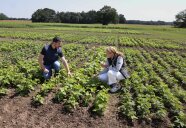 Zwei Personen auf dem Trockenbohnen-Feld