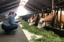 Lehramtsanwärterinnen beobachten Kühe